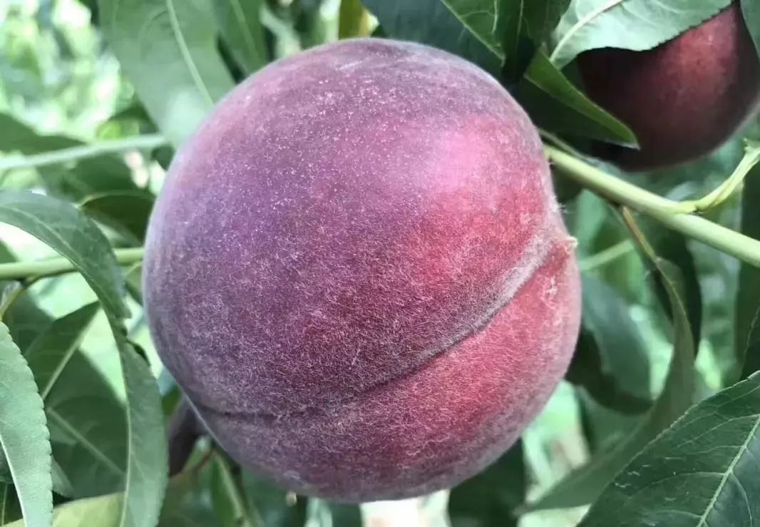 告诉家人别种地了,如果遇见此树,能种多少就种多少,经济价值高