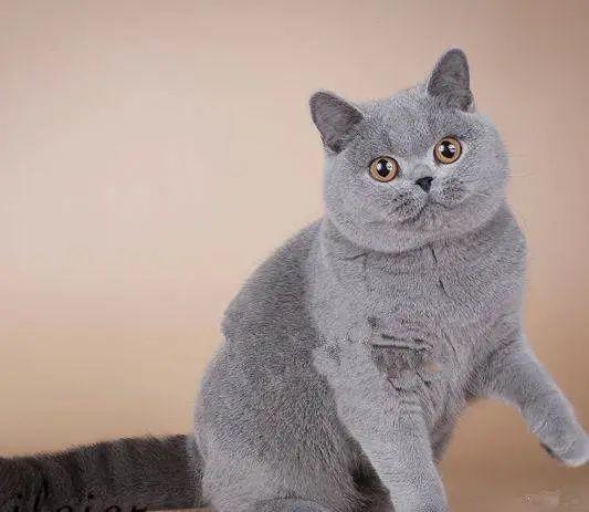 猫界"忠诚"的5个品种,养一只会一直陪伴你!