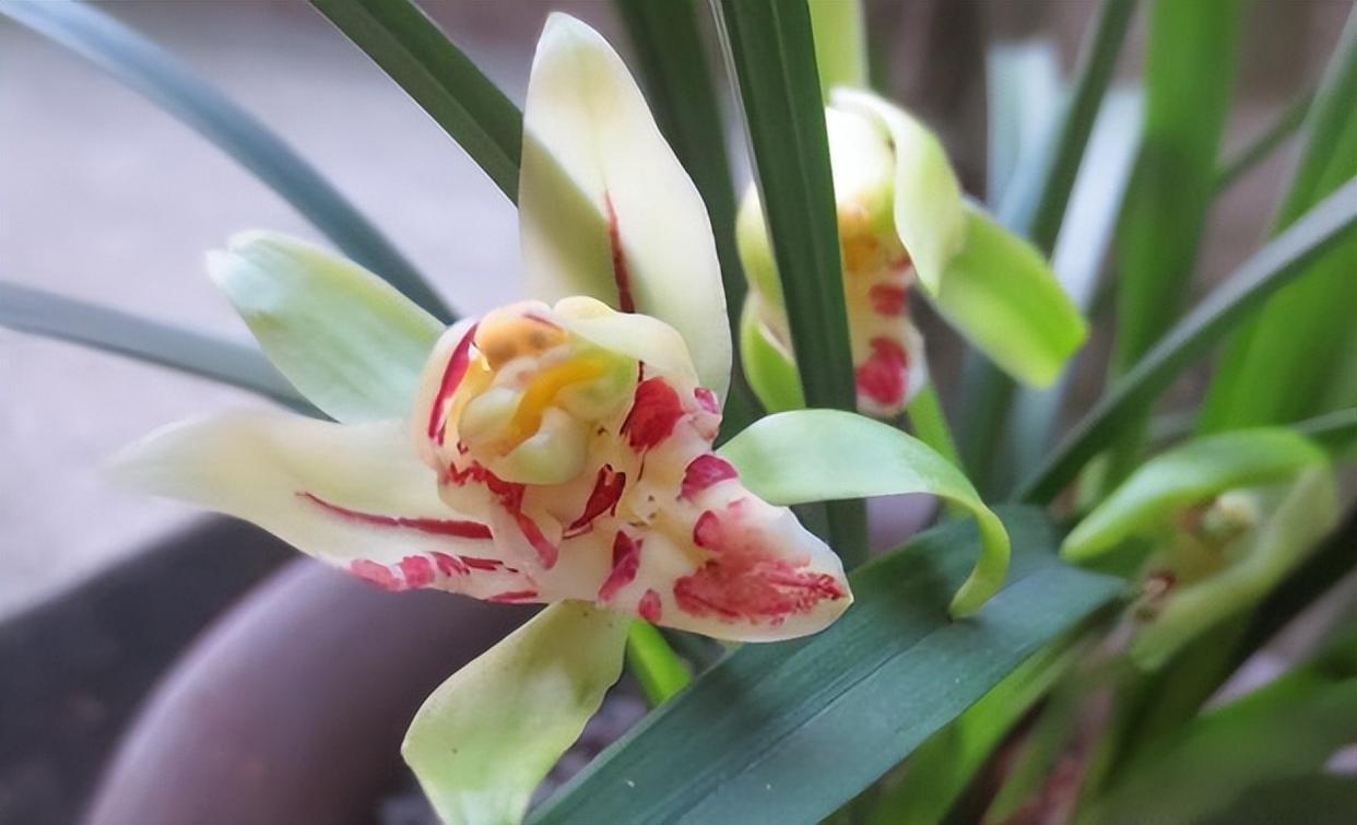 奇特而高雅的兰花—梨山狮王,比绿萝好养,香味浓郁