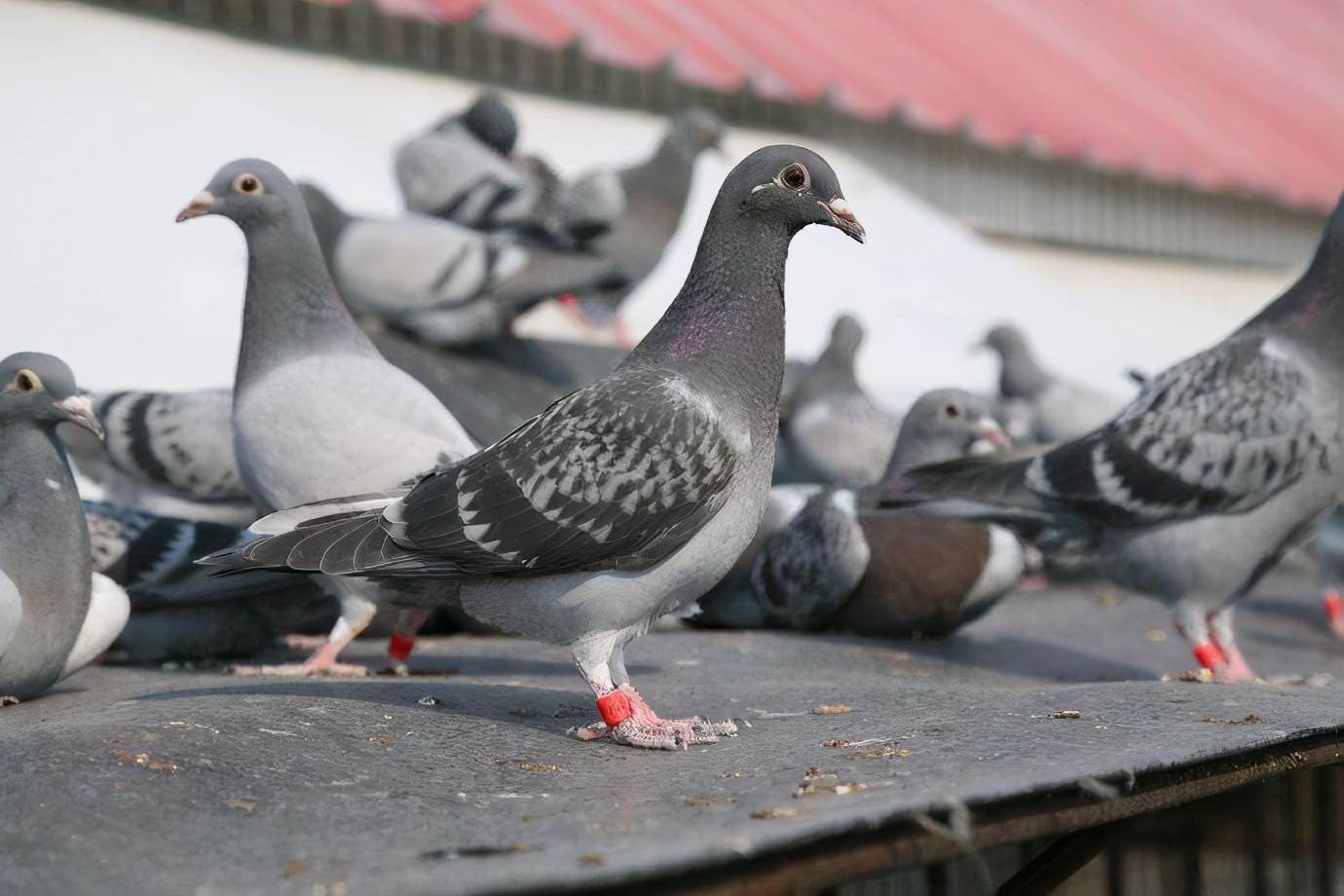 鸽子肠炎吃什么药最好?养鸽人快收藏学习!