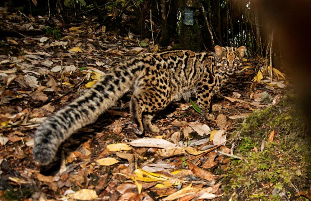 云南出现珍稀云猫,尾巴与身体等长,爬树像壁虎,喜欢捕食鼯鼠