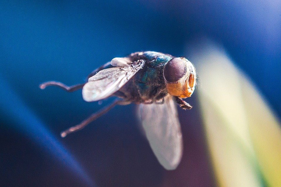 为什么空手拍死一只小小的苍蝇竟然如此困难?