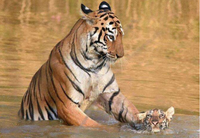 小老虎好不容易爬到虎妈的怀里睡觉,虎妈一舌头上去,娃被舔懵了