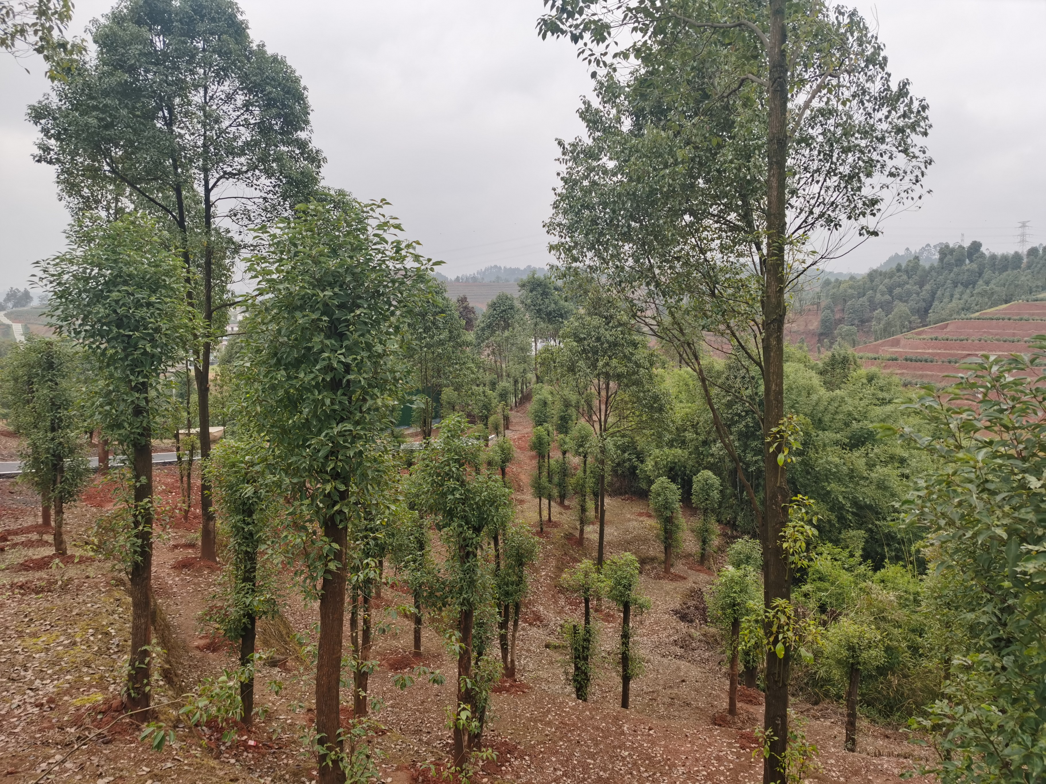 油樟树变矮了:四川宜宾探索油樟树矮化密植见闻
