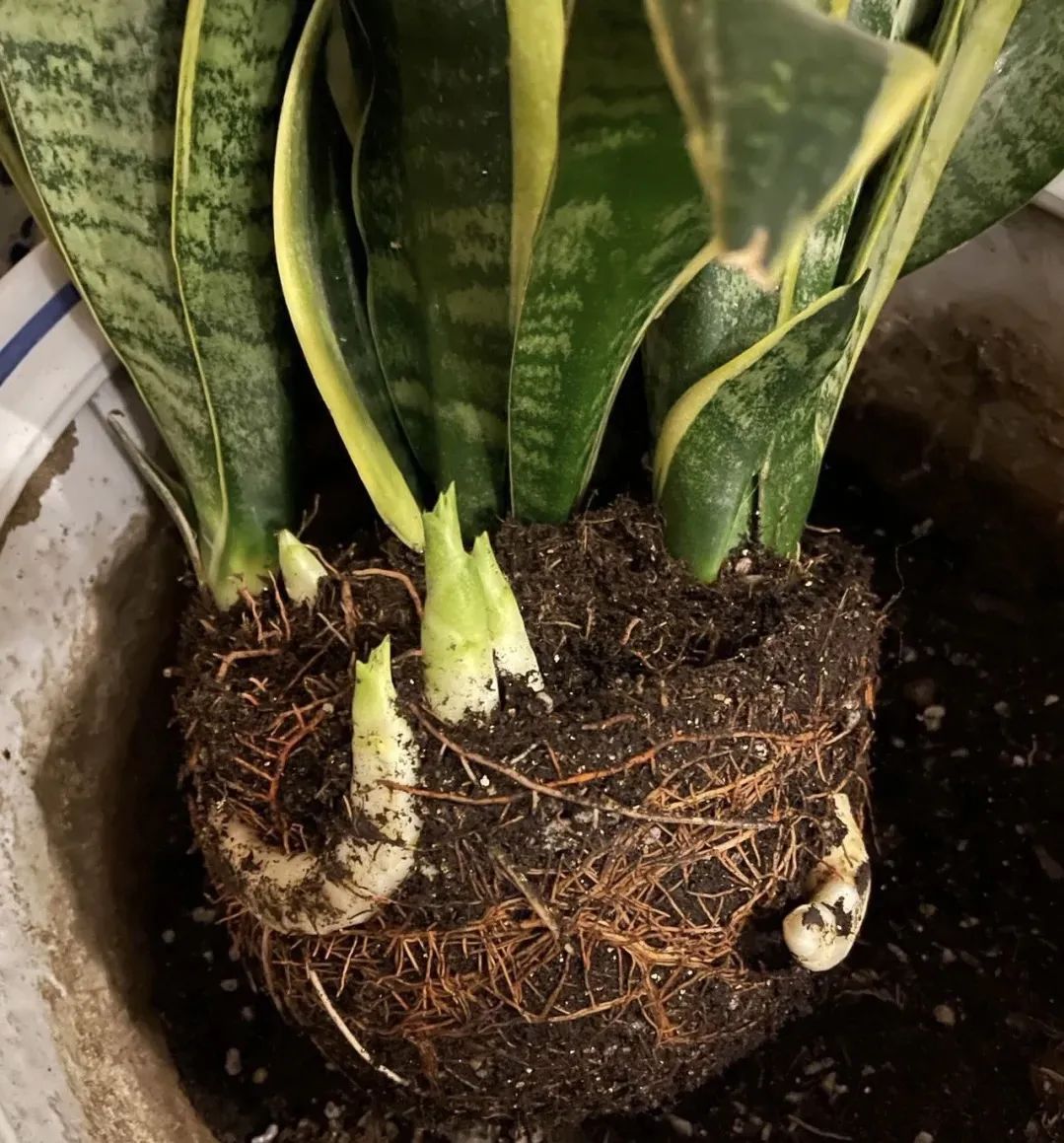 虎皮兰烂根,喂一粒"胶囊",立马恢复生机,根多又壮!