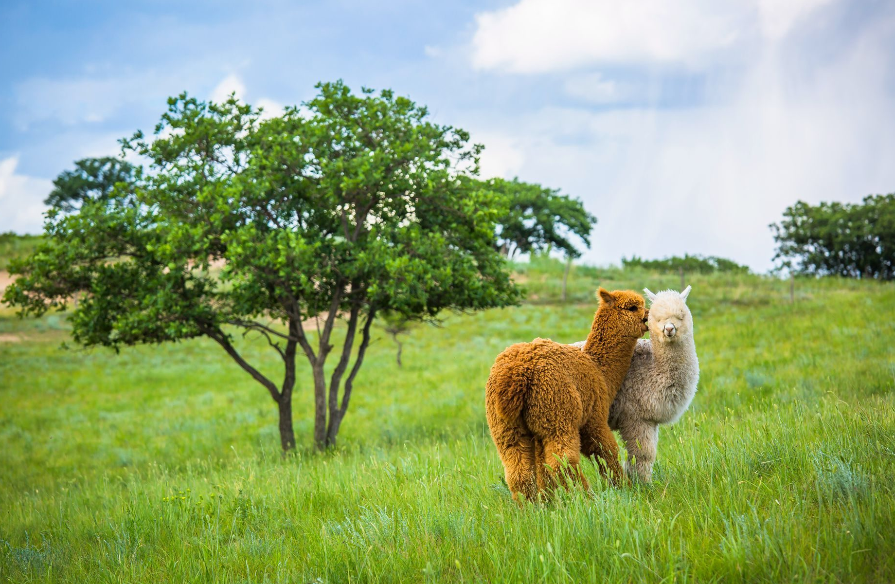 内蒙古牧场:草原上的多巴胺,自驾爱好者的首选地