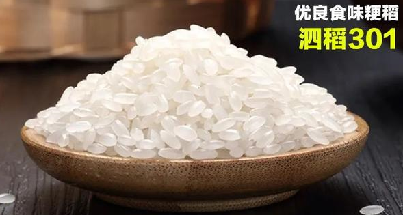 优良食味粳稻品种泗稻301,产量潜力高,食味好,耐储性好