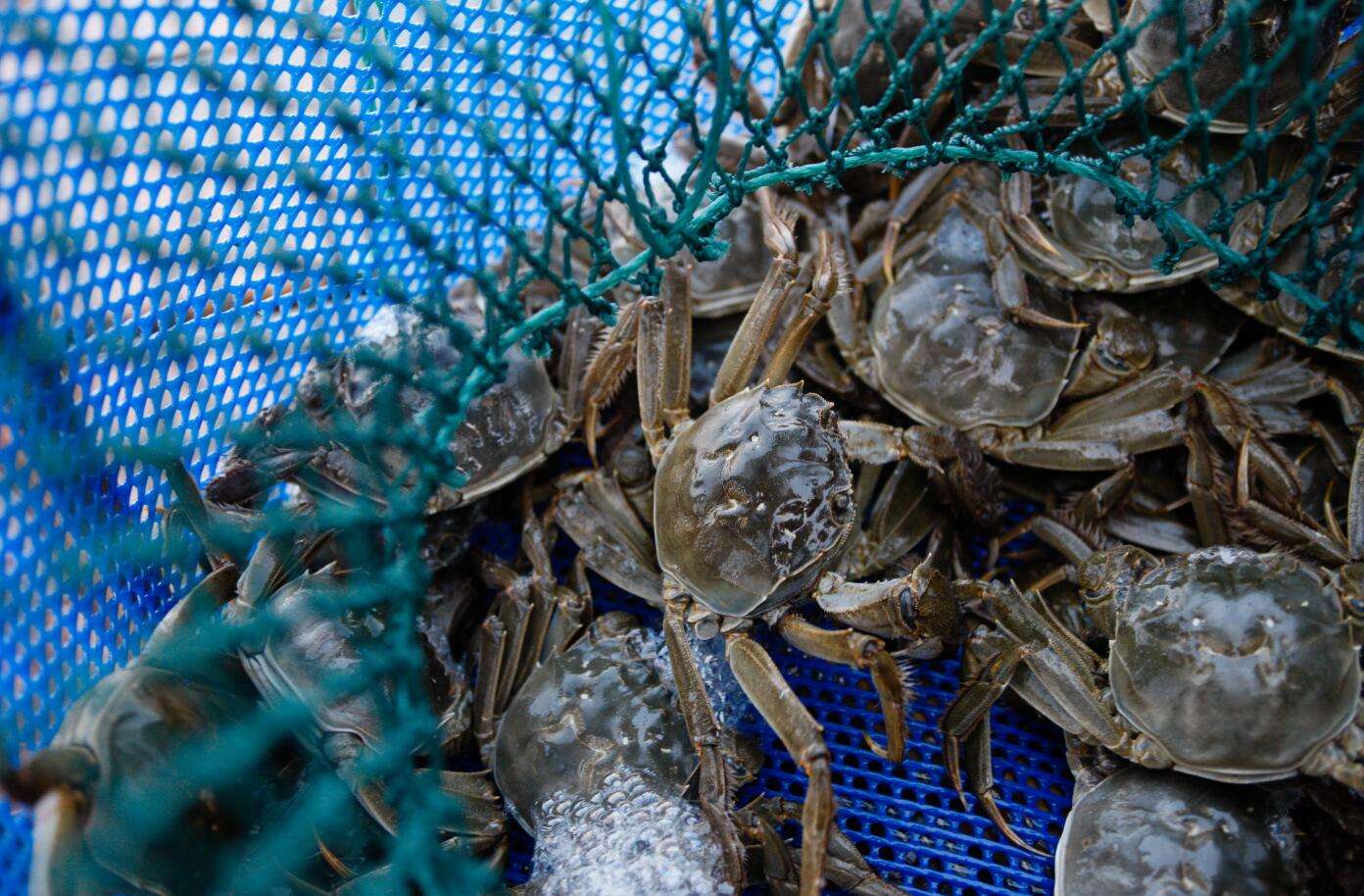 螃蟹价格大跳水,养殖户损失惨重,网友却不同情:都是自己作的