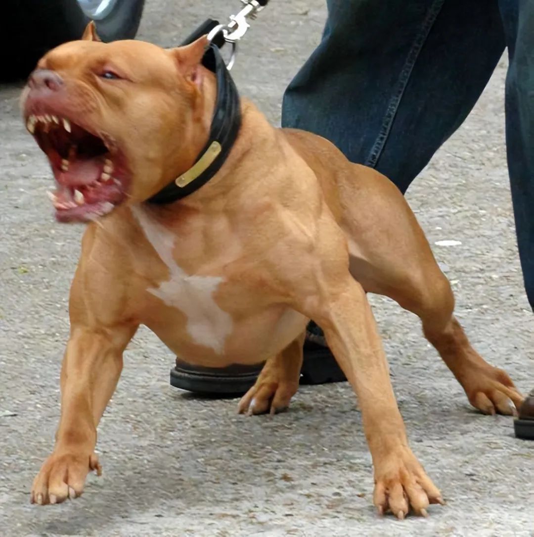 最凶猛的狗排名第一图片