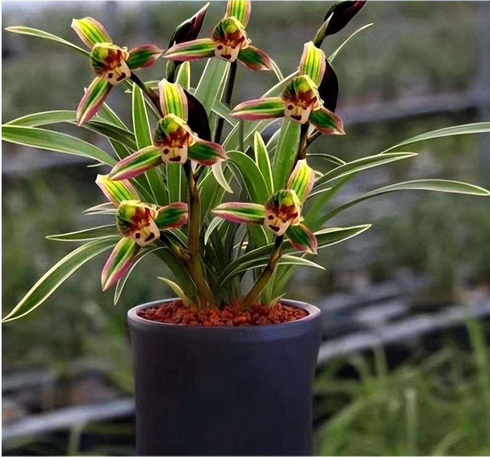 建兰浓香金边精品"帝王妃"花色罕见,兰香浓郁,花开后满屋皆香