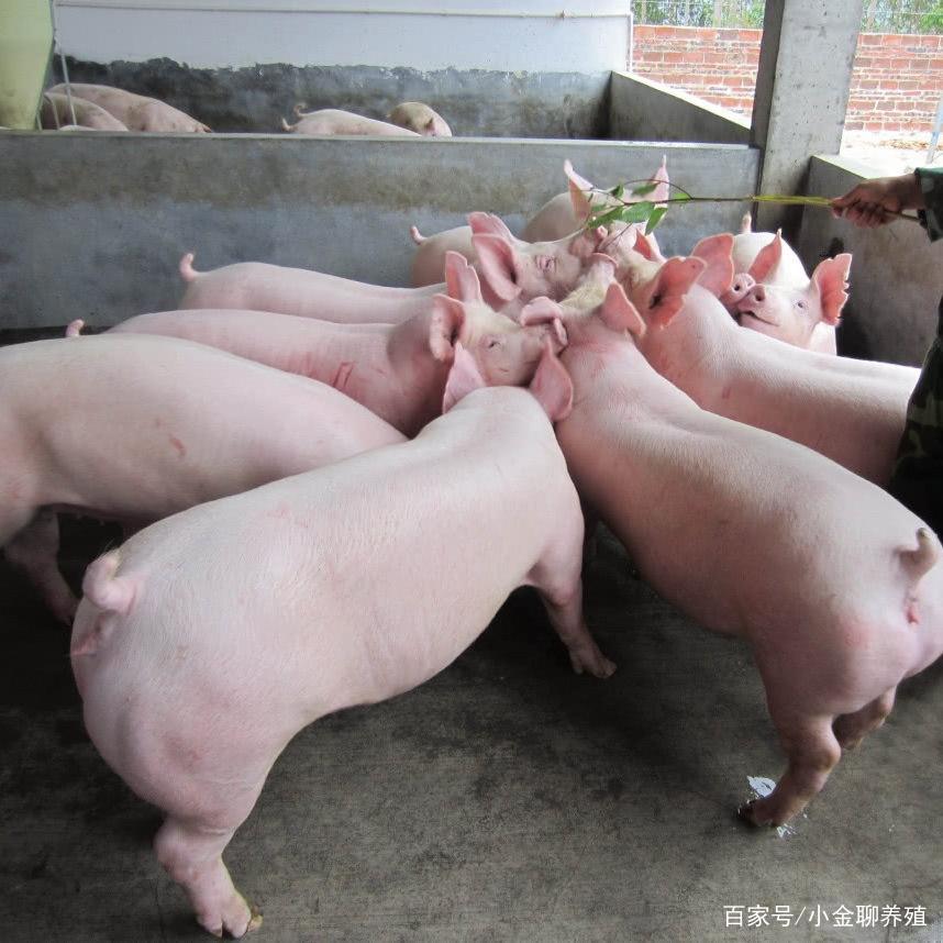 荷兰猪吃什么食物_猪吃什么食物