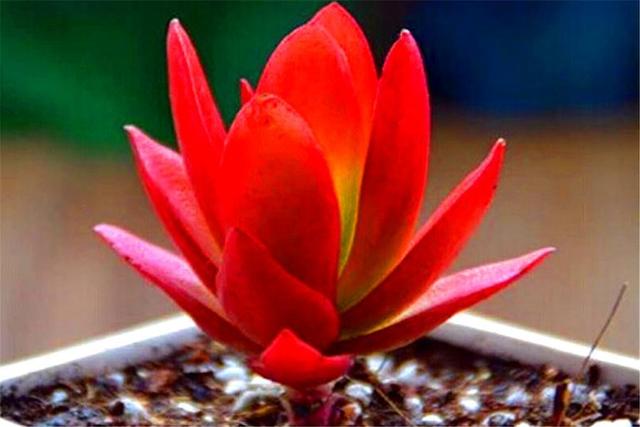 最适合新手的懒人多肉火祭,做好2多1少,火红喜庆,长成悬崖桩