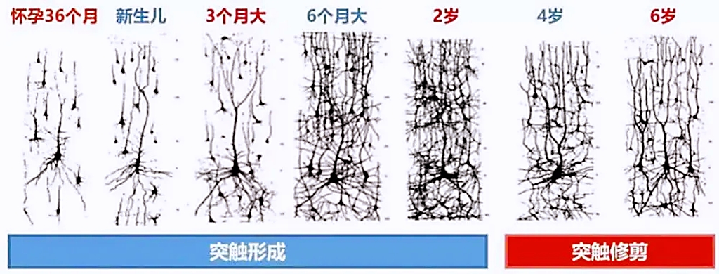 大脑树突图片