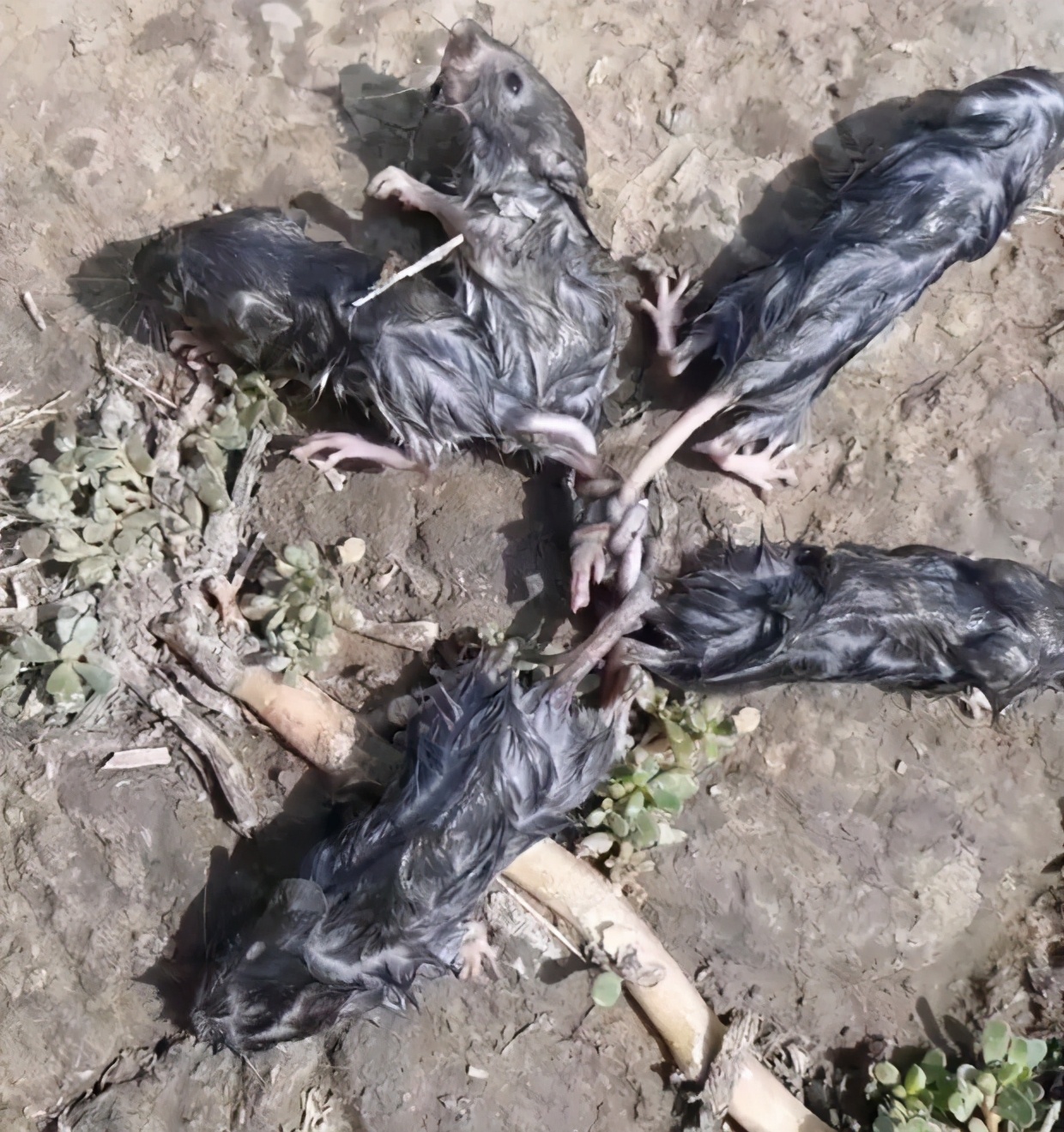 俄罗斯惊现诡异鼠王,5只老鼠尾巴打结无法挣脱,或与鼠疫有关?