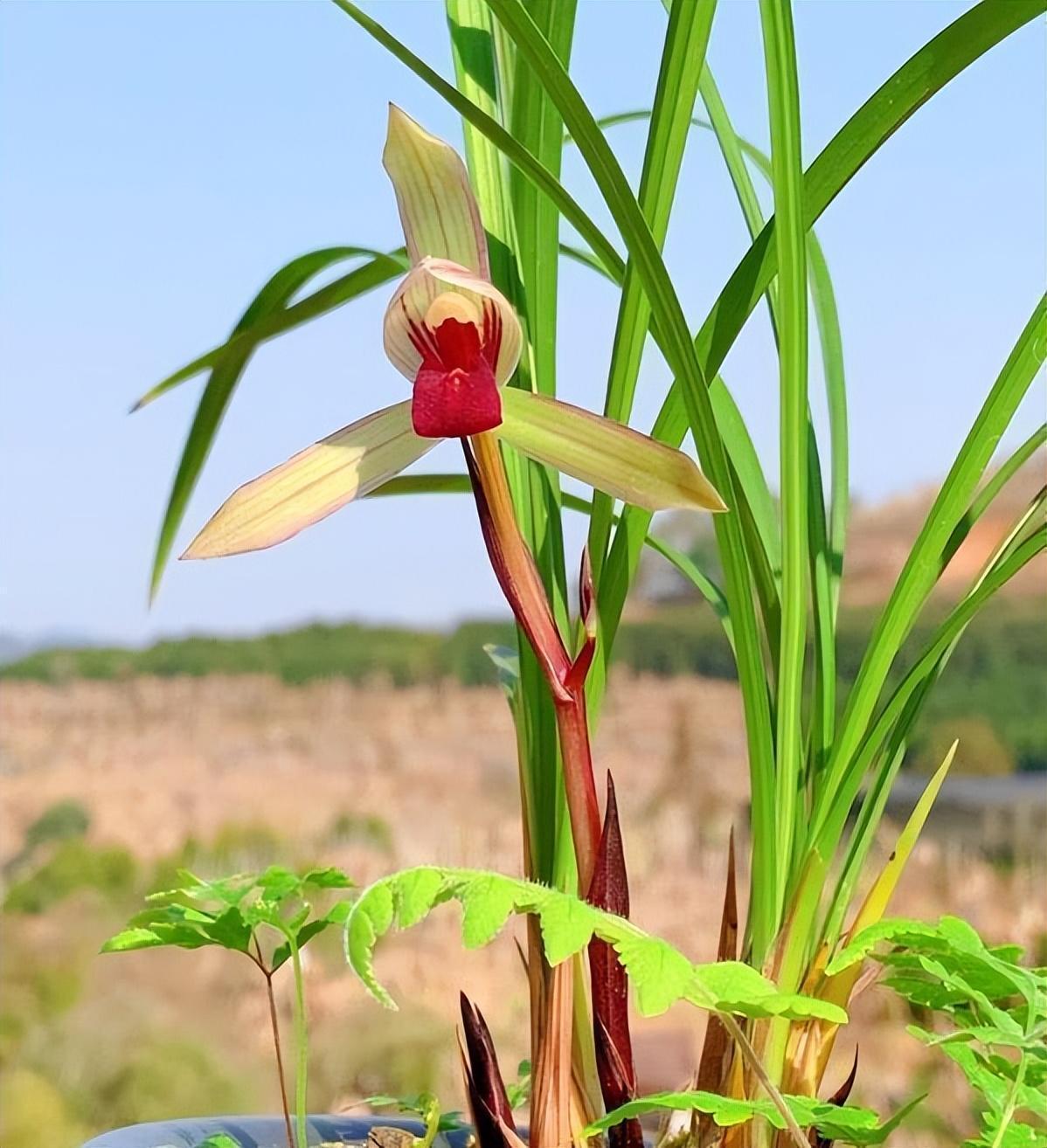 春兰滇红素,顶级品种,红花浓香,值得养护