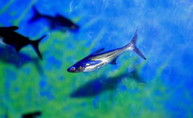 这种淡水鲨鱼来自泰国!肉质好,生长快,售价高!养殖前景广阔!