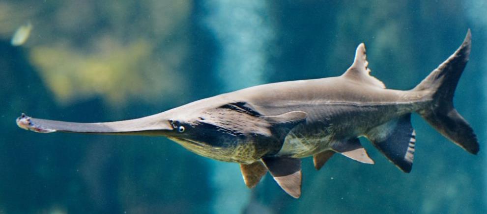 第六名 黄金鱼子酱