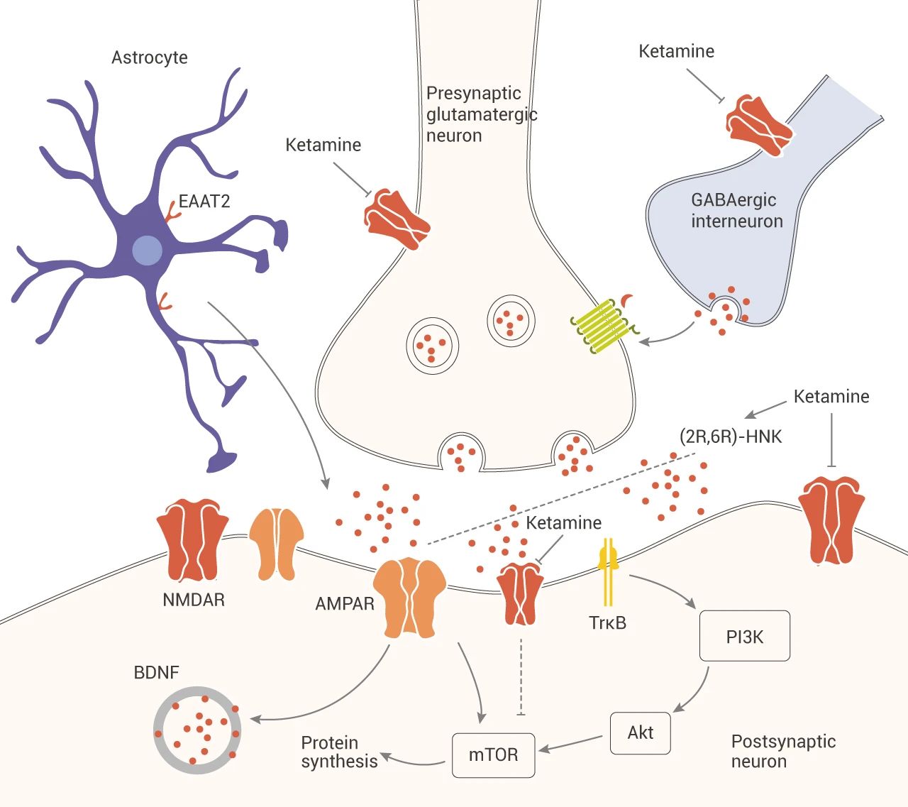 单胺能 & 非单胺能对抑郁症的作用 - mce