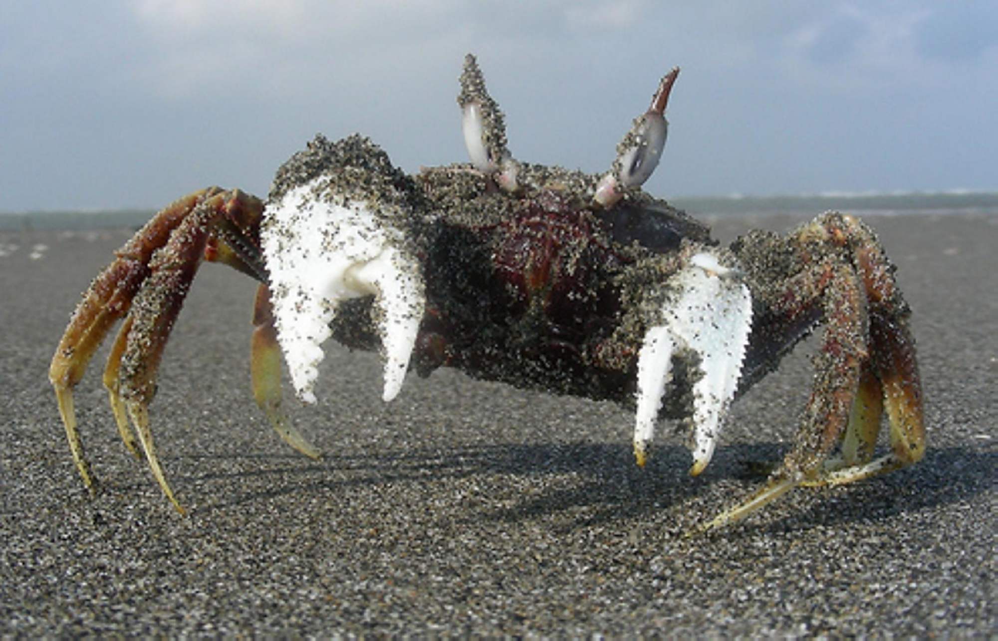 沙蟹可以用淡水养吗?它和别的水生宠物不一样