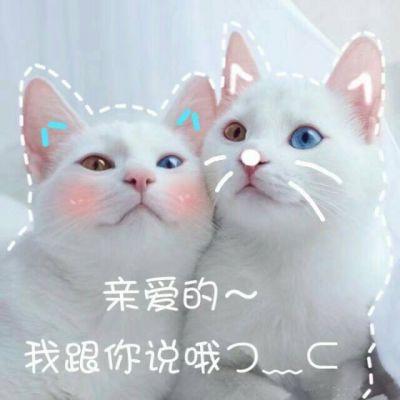 猫咪搞笑图片带字图片图片