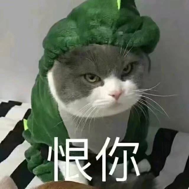 别害怕!猫咪"轻咬"你手,是有这些意思