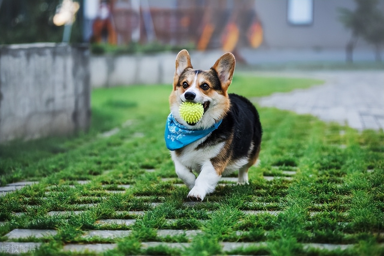 威尔士柯基犬壁纸图片