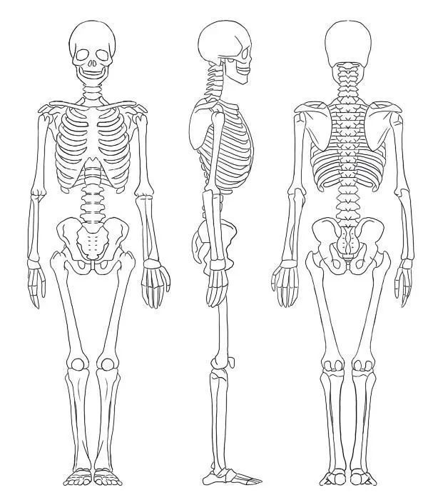 了解全身骨架图和全身肌肉图