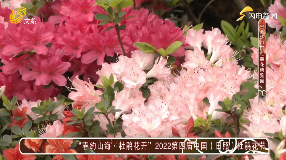 日照杜鹃花开"云"端,"近"享山东好时光!