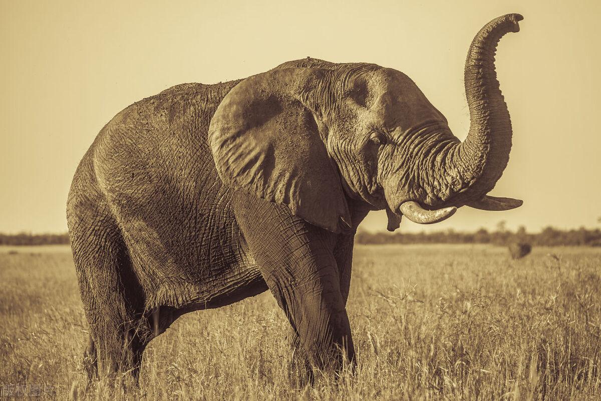 陆地巨兽:深入了解大象的体型和生理特点