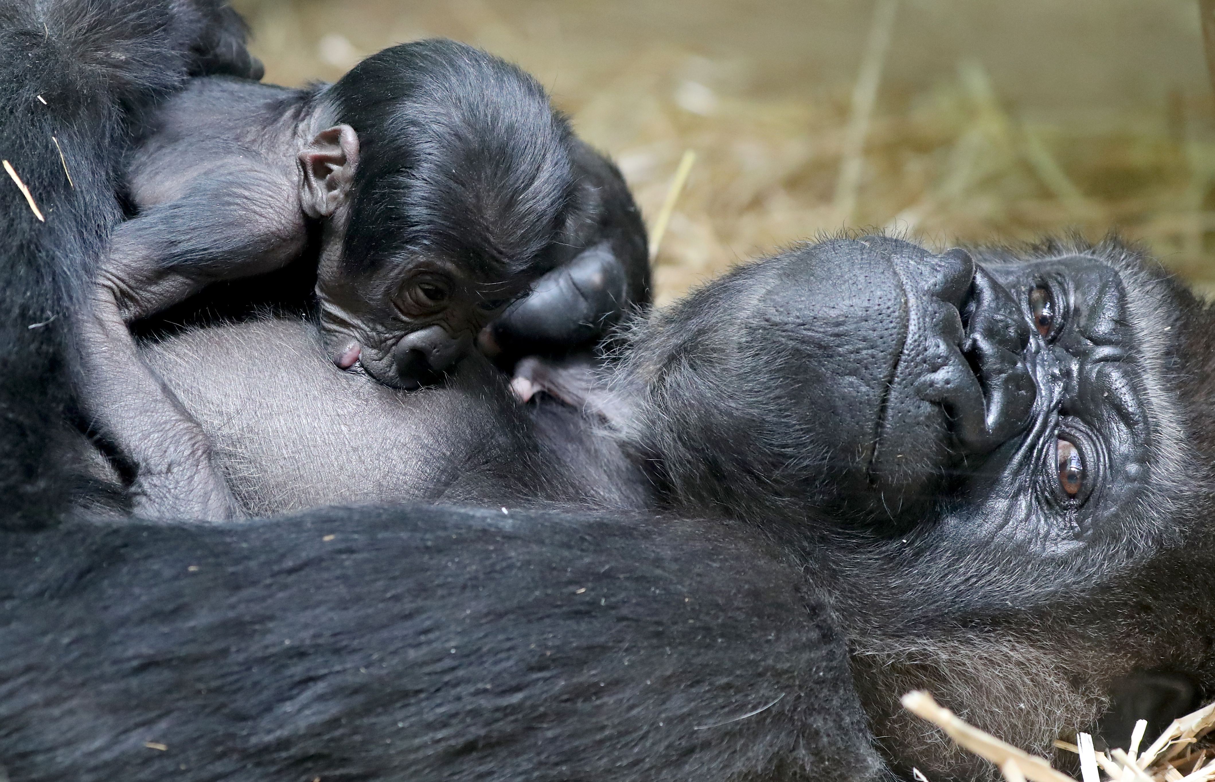安特卫普动物园的西非低地大猩猩