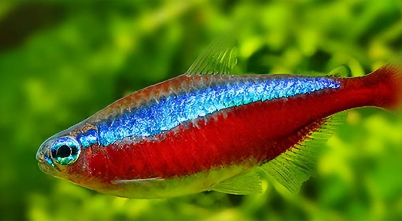 最值得养的10种观赏鱼,不但颜值爆表还非常好养