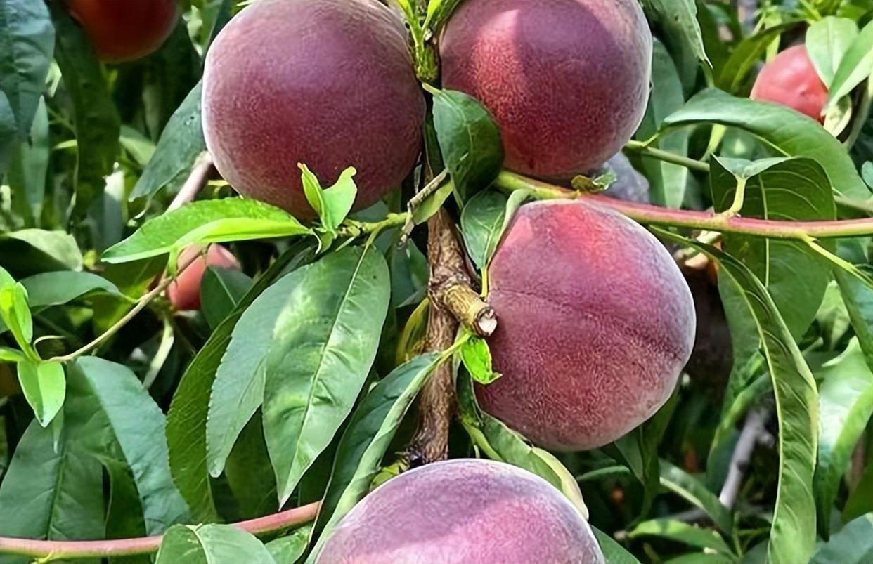 精品水果——中华黑桃王