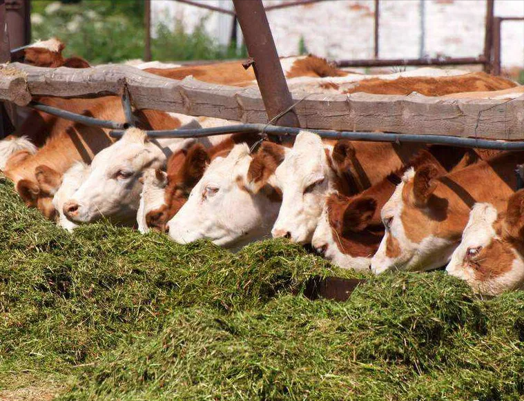 到了冬季很多养殖户饲养牛时习惯于喂单一的稻草或麦