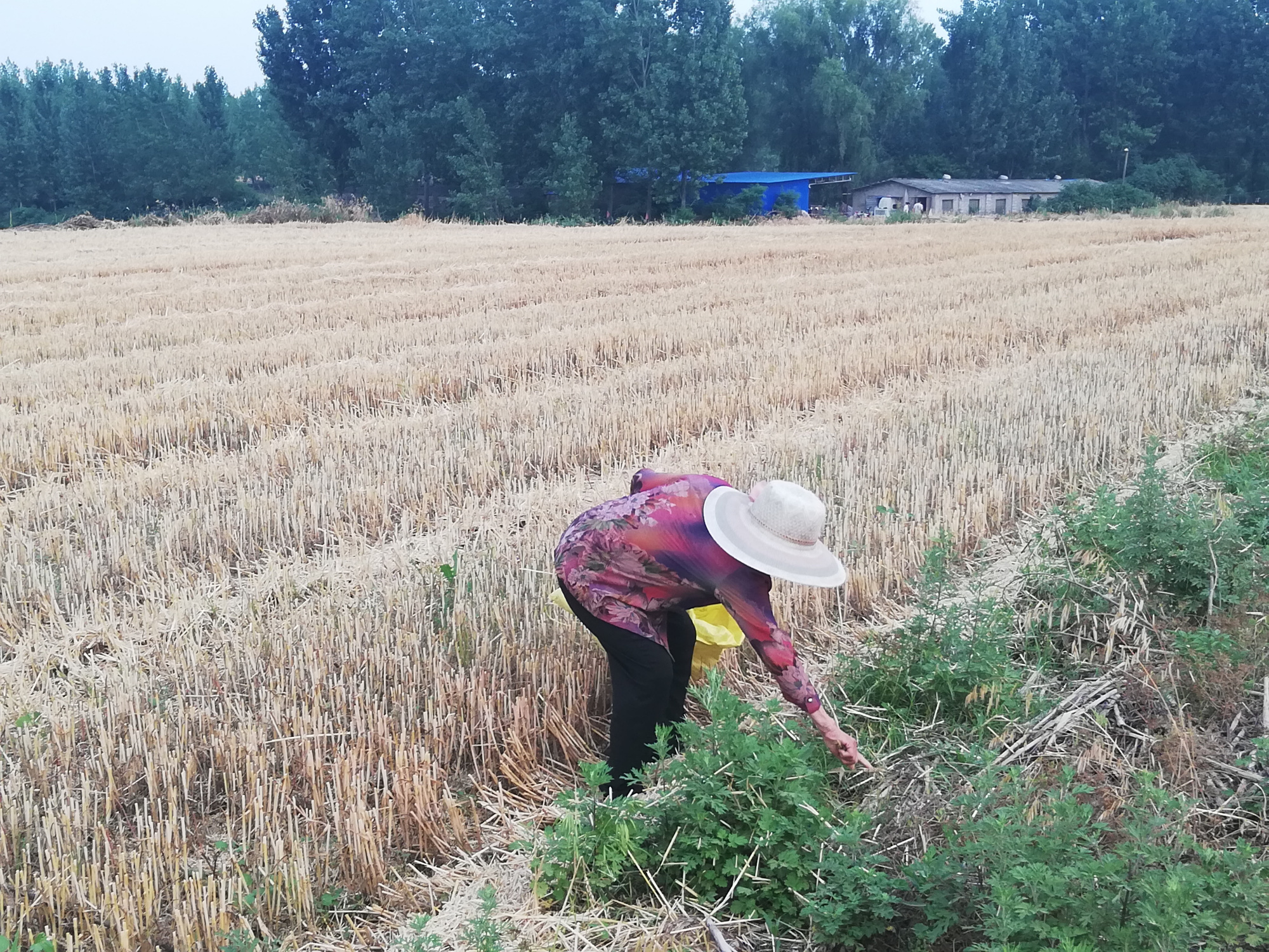 夏收时节 麦田里有一群老人的身影