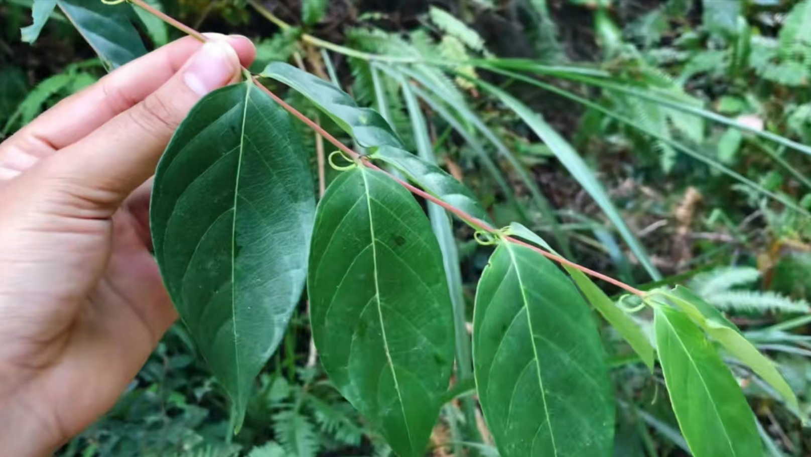 农村这种植物,叶子像断肠草勾纹,人称"钩藤",很多人不认识