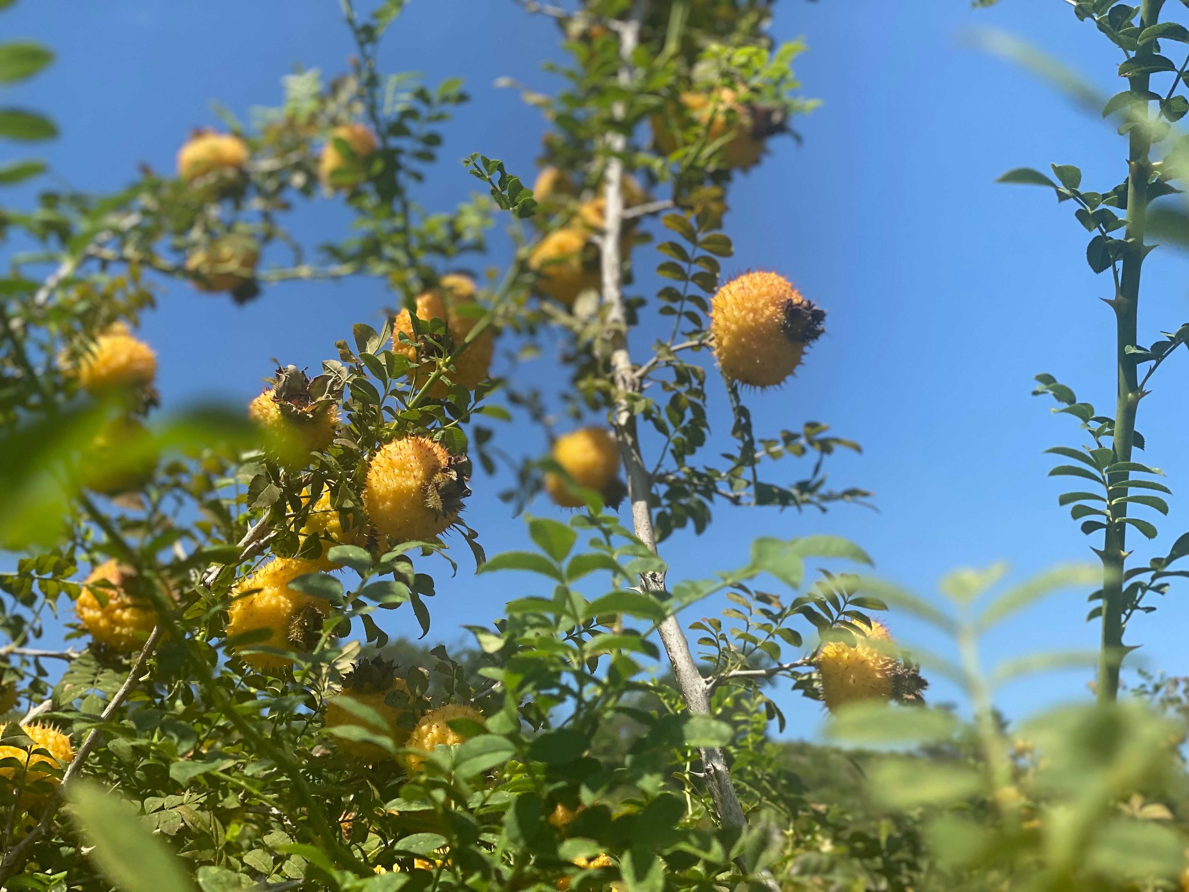 刺梨的发展历史:从古老发现到现代研究