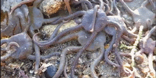 搞笑gif段子:妹子,你都不好好看路吗?直接跳进去!