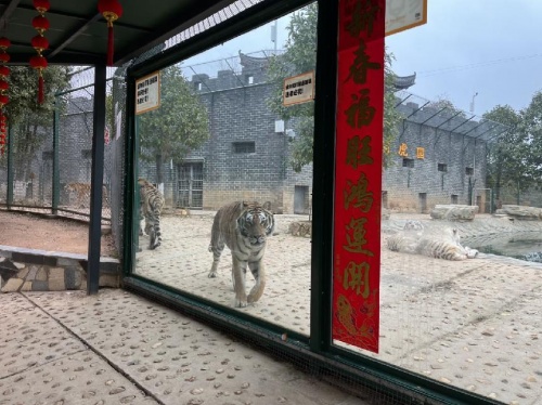 开领界和闺蜜开启 三珍虎园奇幻之旅