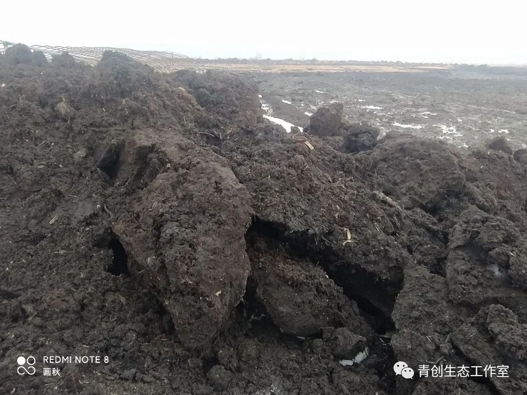 黑土地在哭泣—东北五常泥炭资源遭采挖 湿地系统被破坏