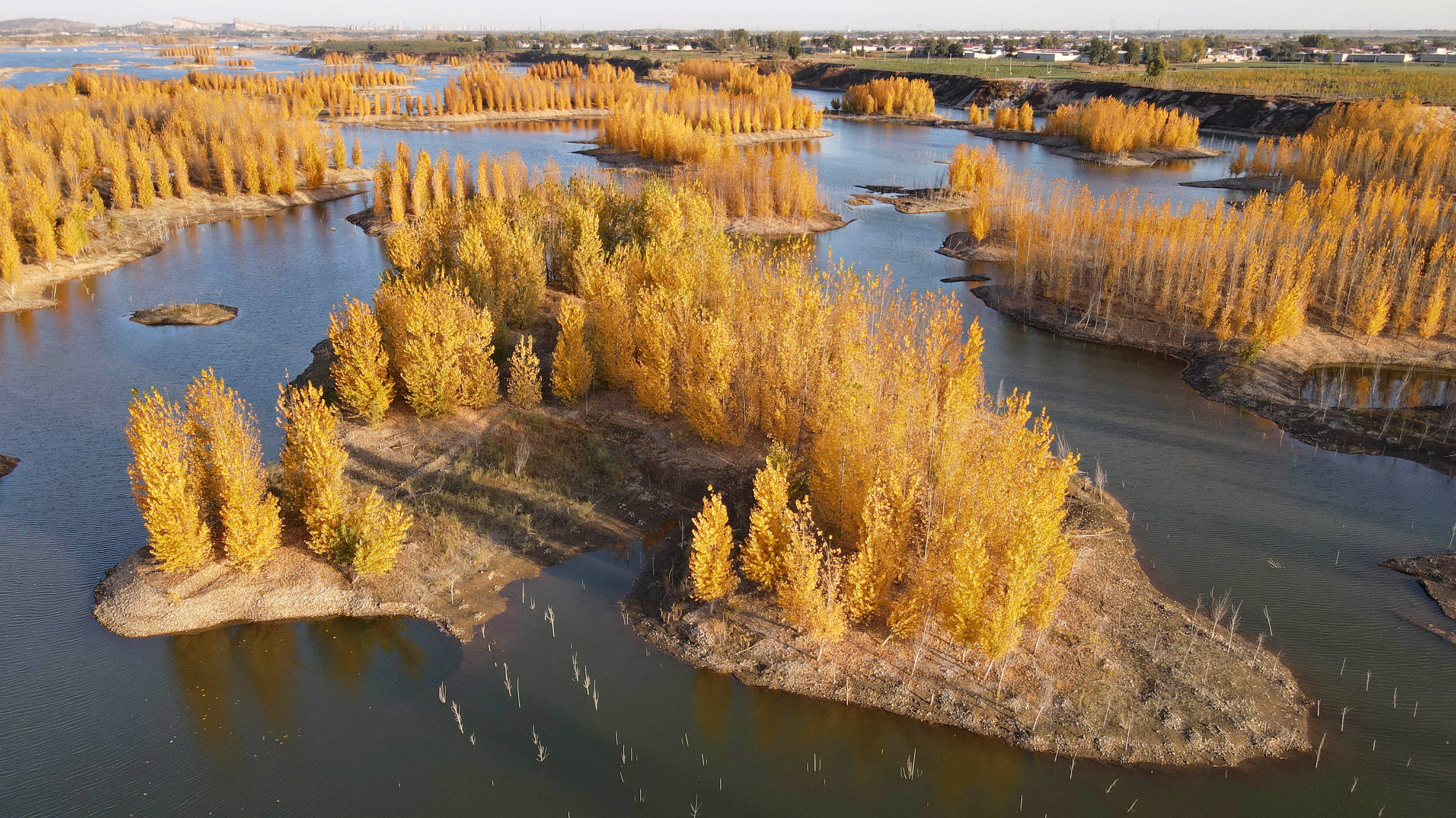 河北隆尧:万树披"金羽" 汦河风光美