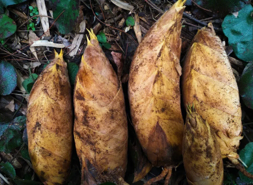 冬笋,又称笋中皇后,是冬季菜中珍品,有三大作用,农民要了解!