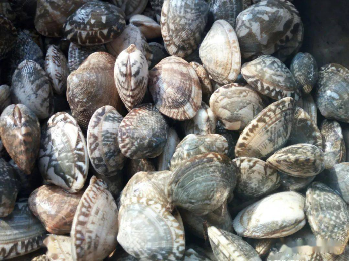 随处可见的海鲜美味:菲律宾帘蛤