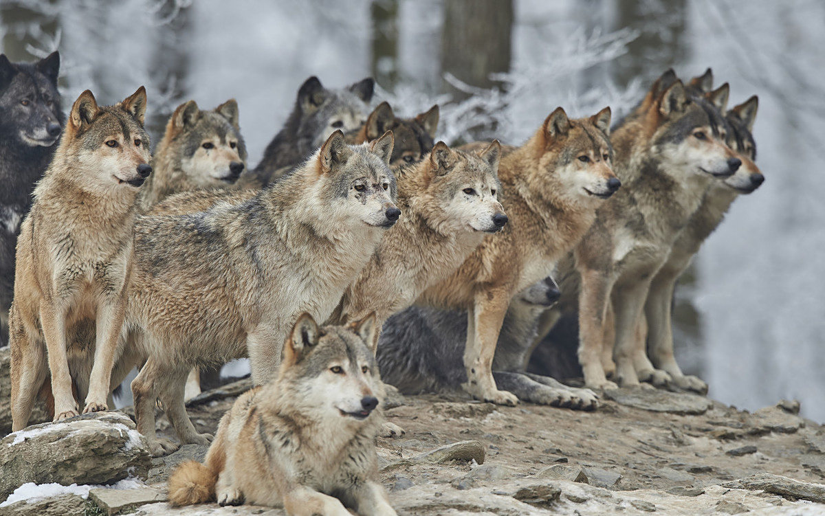 在低谷期时 男人要学会这三种狼性思维 才能东山再起