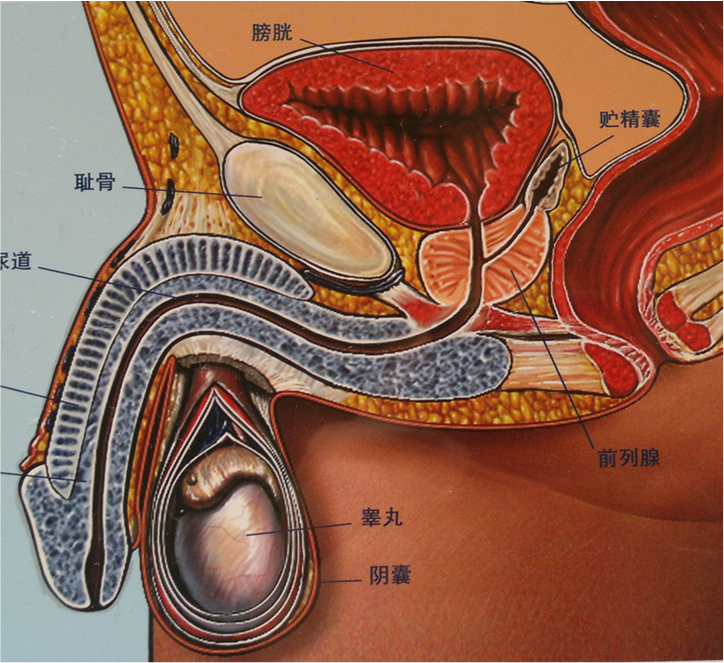 男性前列腺疾病那些事