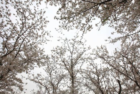 杨万里这首《伤春》很显然被低估了,也是难得的佳作,写得很感人