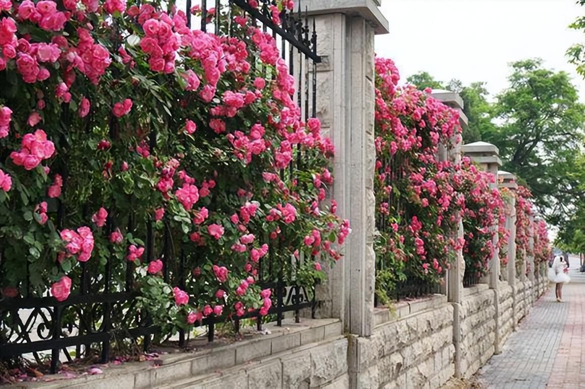 这4种月季爬藤能力强,慢慢开成"一面"花墙,开花充满高级感