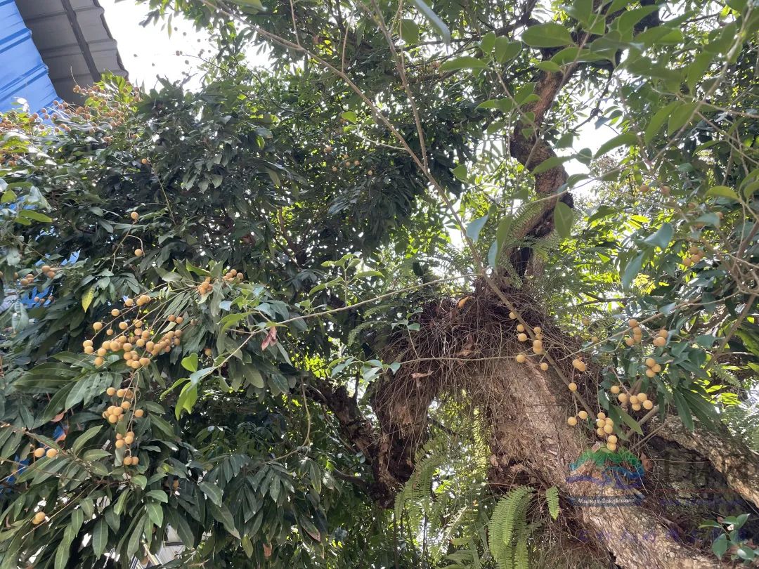 看!上林这个村120多年的老龙眼树果实结得密密麻麻