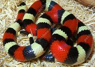 世界十大红色蛇种