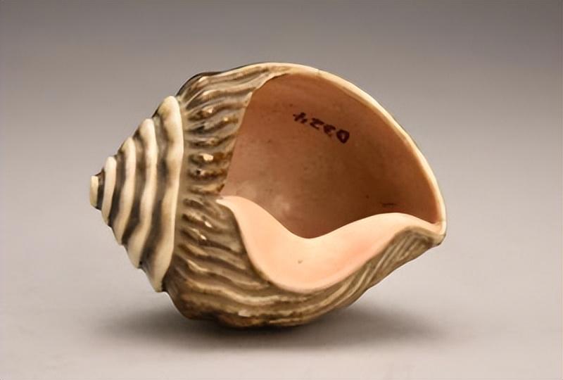 1952年男子翻修老宅时,发现一颗巨大的海螺,没想到它却是件文物