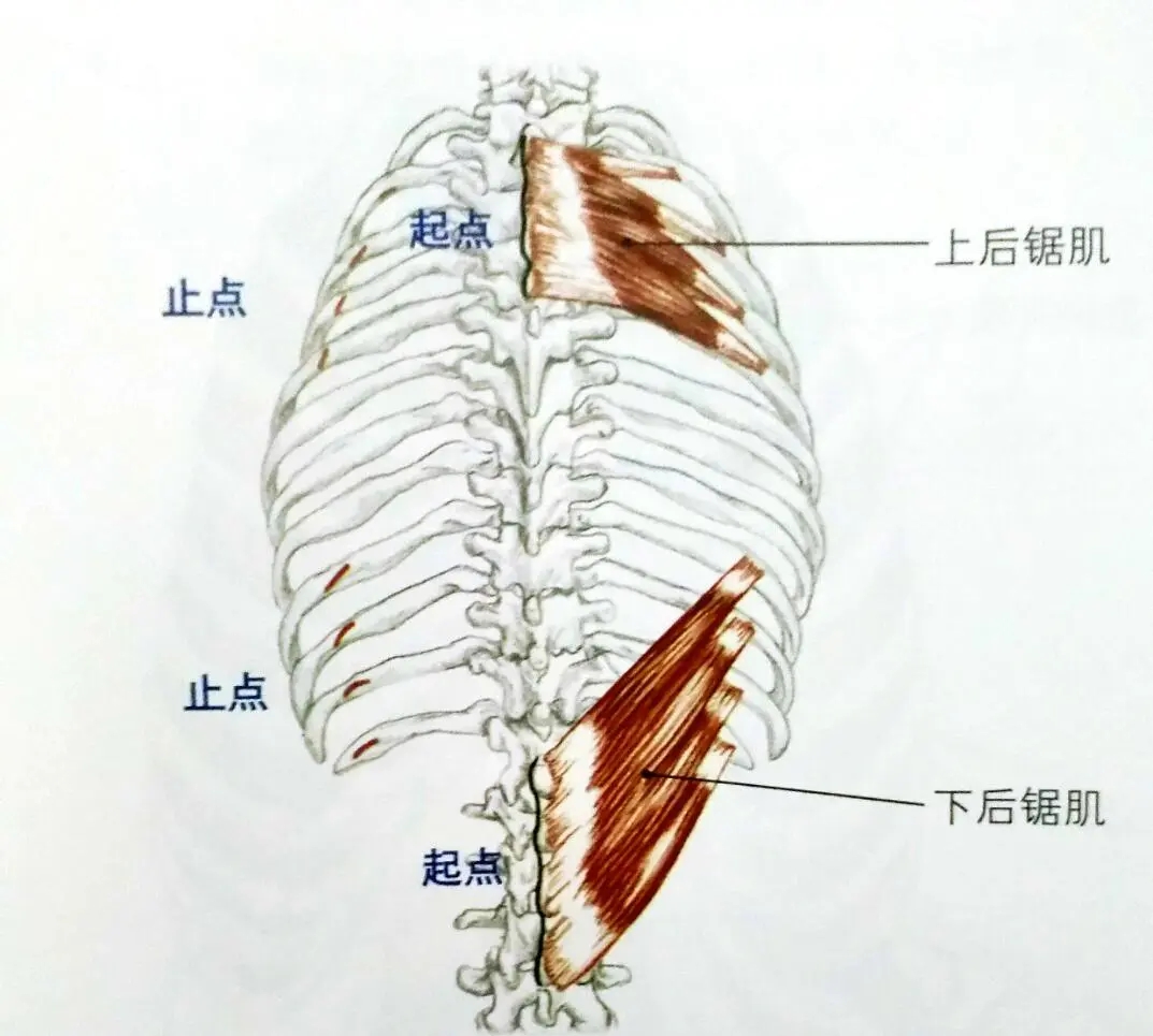 跑步后为什么后背会疼,一块呼吸都会痛的肌肉,后锯肌了解下